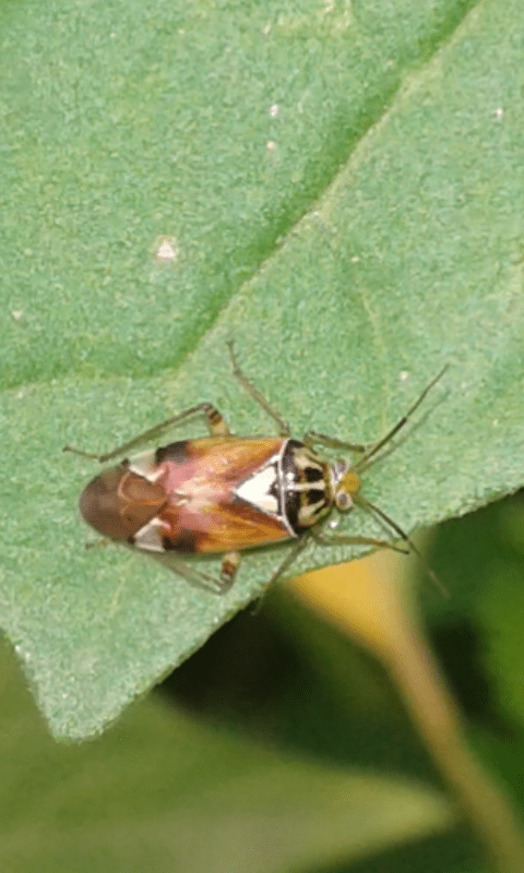 Miridae : Lygus sp. (L. pratensis o L. gemellatus)